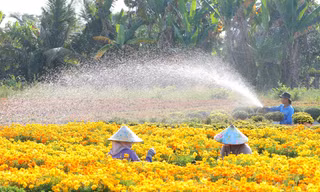 Làng hoa Sa Đéc rực rỡ chuẩn bị Festival Hoa – Kiểng
