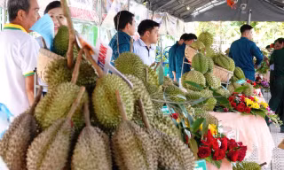 Sầu riêng miền Tây không thua kém Thái Lan, vậy vấn đề là gì?