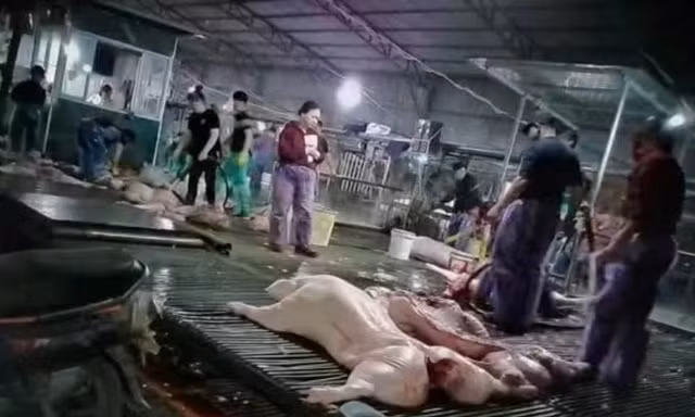 Vụ hơn 300 tấn lợn bệnh tại Hà Nội: Hệ thống kiểm dịch tê liệt từ bên trong