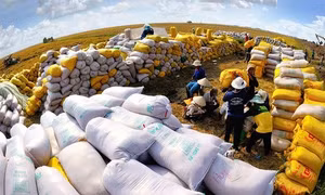 Lúa gạo rớt giá: Đừng 'đổ thừa' do chiến sự Trung Đông!
