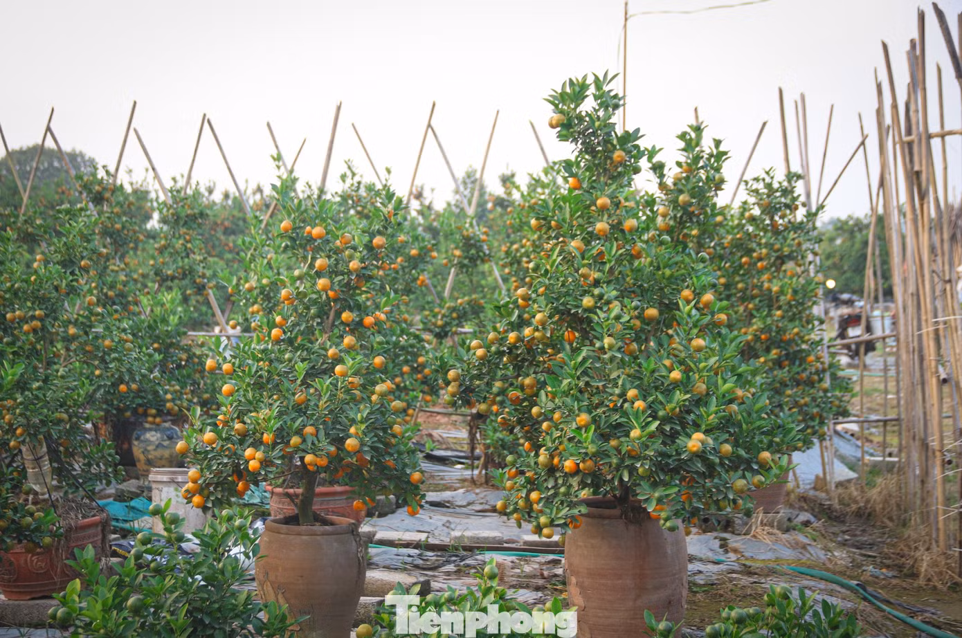 tp-hoatet-09.jpg