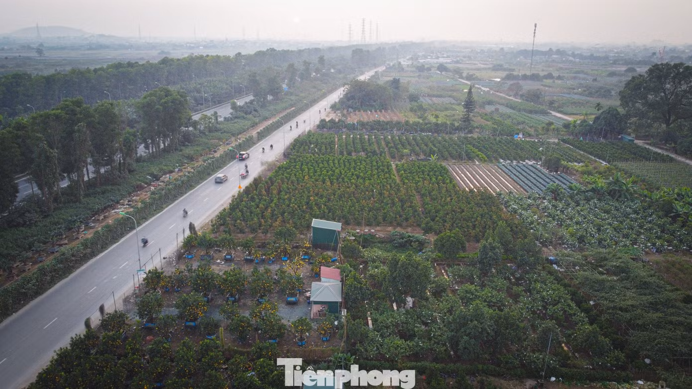 tp-hoatet-20.jpg