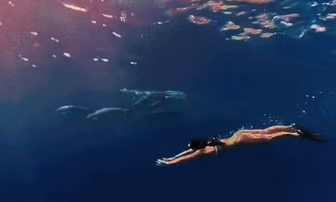 20 giây Ánh Viên 'thả mình' giữa đàn cá mập ở Maldives