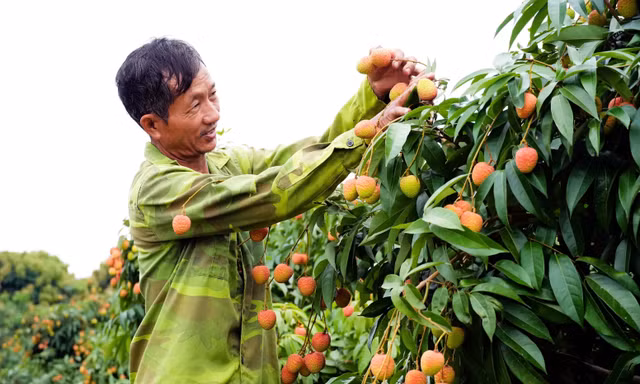 Một người trồng vải xã Phúc Hòa vui mừng vì năm nay bán được giá.