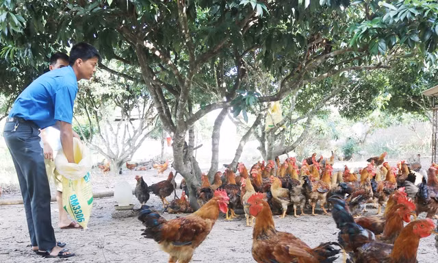 Gà đồi giúp nhiều người dân ở Yên Thế thoát nghèo bền vững và làm giàu.