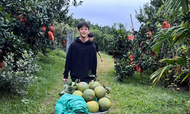 Anh Nguyễn Văn Hữu thoát nghèo bền vững, làm giàu từ cây bưởi. Ảnh: Nguyễn Thắng