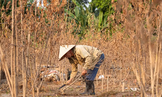 Đào Nhật Tân chết khô chết héo 