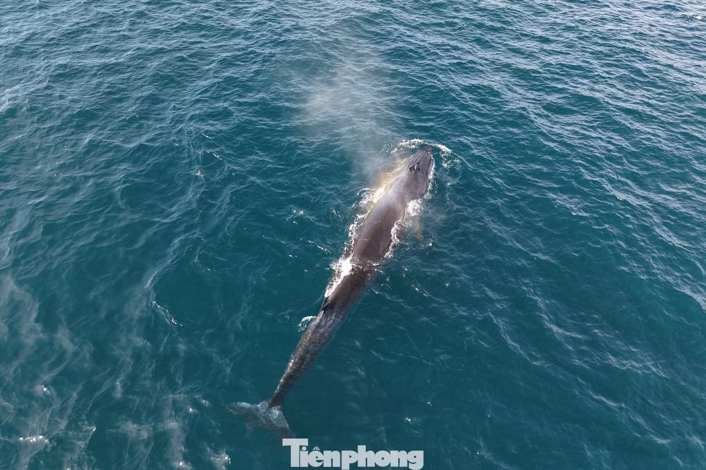 tp-c_dji-fly-20260612-145224-0370-1781250642844-photo-9421.jpg