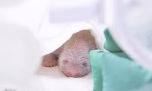 Hình ảnh bé gấu trúc mới chào đời tại Hàn Quốc 'phủ sóng cõi mạng'