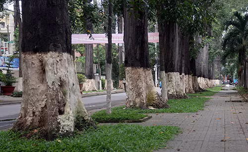 Hàng cổ thụ hơn trăm năm tuổi ở TP Trà Vinh. Ảnh: Cửu Long.