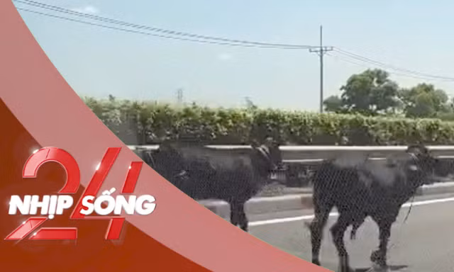 NHỊP SỐNG 24: Lý do 4 con bò đi vào được cao tốc TPHCM - Long Thành