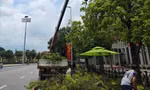 Chặt hạ, dịch chuyển loạt cây xanh để mở rộng khu vực Quảng trường Ba Đình