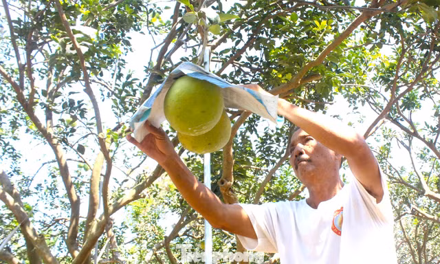 Về Làng thông minh xem nông dân chăm bưởi sạch phục vụ Tết