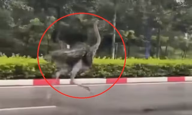 CLIP: Chim ‘khổng lồ’ bất ngờ chạy trên đường phố TPHCM