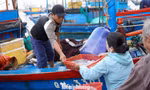 'Đột nhập' chợ mực Cửa Lở lúc rạng sáng