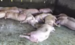 39 xã phường ở Đà Nẵng có dịch tả lợn Châu Phi, có xã tiêu hủy cả ngàn con 