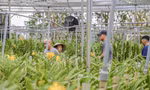 Vườn lan lớn nhất Đà Nẵng vào vụ Tết