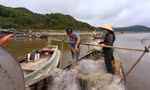Ngư dân Hà Tĩnh vươn khơi thu 'lộc biển' sau đợt mưa lớn