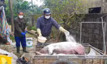 Hà Tĩnh: 'Nội bất xuất, ngoại bất nhập' để tránh dịch tả lợn châu Phi lan rộng