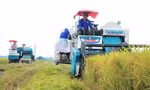 Ngành lúa gạo khẳng định vị thế mới 
