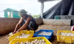 Ông Trần Văn Dương thu nhặt trứng từ đàn vịt đẻ