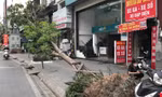 Hơn 1 tháng trôi qua, nhiều cây xanh gãy, đổ ở Hà Nội vẫn chưa được xử lý