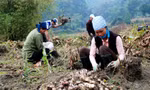 Phát triển cây trồng đặc sản ở địa phương. 