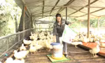 Phát triển mô hình chăn nuôi vịt OCOP trên địa bàn tỉnh Lạng Sơn. 