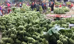 Trồng chuối, thu nhập hàng trăm triệu đồng/năm