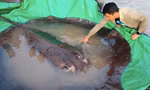Con cá đuối nặng khoảng 300kg. (Ảnh: AP)