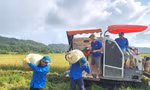 Đoàn viên, thanh niên Đồng Tiến thu hoạch lúa trên "Ruộng lúa cho em"