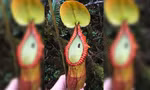Một số cây ăn thịt đã tiến hóa để xử lý phân động vật 