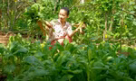 Ngắm khu vườn hoa trái và cuộc sống bình an thôn dã của cô gái bỏ phố thị