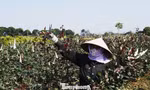 Nông dân cắt hoa hồng tại thôn Hạ Lôi, huyện Mê Linh.