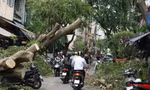 Tái thiết cây xanh ở Hà Nội cần có kịch bản, quy hoạch tổng thể trên toàn thành phố