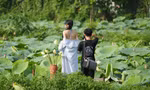 Bất chấp nóng bức, các nàng thơ vẫn nô nức chụp ảnh với sen Hồ Tây