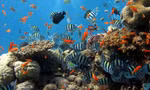Thưởng ngoạn kỳ quan tuyệt phẩm khi lặn biển Cù Lao Chàm 