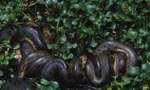 Một con Anaconda xanh phương Bắc. Ảnh: Independent