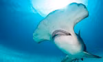 Video gây sốc: 7 con cá mập đầu búa 'bao vây' người tắm biển ở Florida