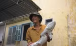 Lại câu được cá mập tại Quy Nhơn