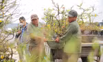 Mai vàng thủ phủ miền Trung lên đường ra Bắc vào Nam