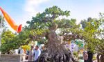 Hàng trăm gốc bonsai độc lạ quy tụ về phố huyện trung du Bình Định