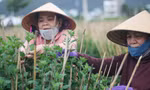 Nhà vườn ở Bình Định tất bật chăm hoa, mong có Tết đủ đầy
