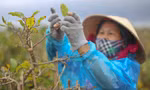 Thủ phủ mai vàng miền Trung 'thay áo' mới đón Tết