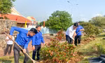 Trồng mai vàng tại Khu di tích Chi bộ Hồng Lĩnh