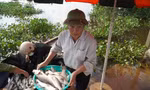 Nguyên nhân hơn 50 tấn cá lồng bè chết trắng, người nuôi thất thu hàng tỉ đồng