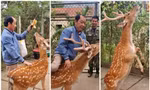 Thủ phủ nuôi hươu: Từ cắt nhung đặc sản tới du lịch trải nghiệm