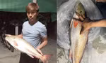 Ngư dân Hà Tĩnh nghi bắt được cá sủ vàng quý hiếm