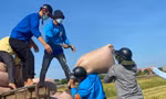 Công an, thanh niên xuống đồng thu hoạch lúa giúp người dân vùng phong toả