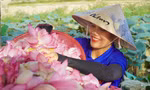 Ra đầm hái sen lúc rạng sáng, mỗi ngày thu tiền triệu